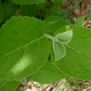 Photographie n°2484860 du taxon Viburnum lantana L. [1753]