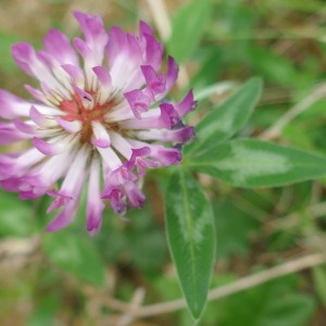 Photographie n°2484875 du taxon Trifolium medium L. [1759]