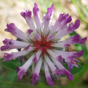 Photographie n°2484876 du taxon Trifolium medium L. [1759]