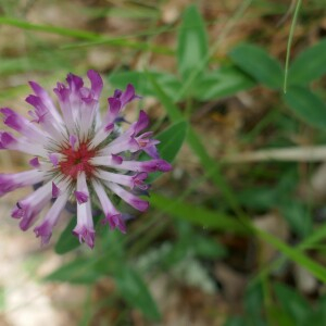 Photographie n°2484878 du taxon Trifolium medium L. [1759]