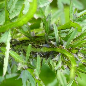 Photographie n°2484909 du taxon Cirsium palustre (L.) Scop. [1772]