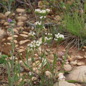 Photographie n°2485009 du taxon Centaurium erythraea Rafn