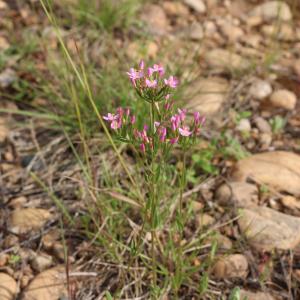 Photographie n°2485014 du taxon Centaurium erythraea Rafn