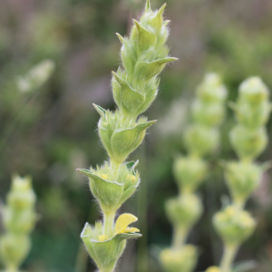 Photographie n°2485021 du taxon Phlomis lychnitis L.