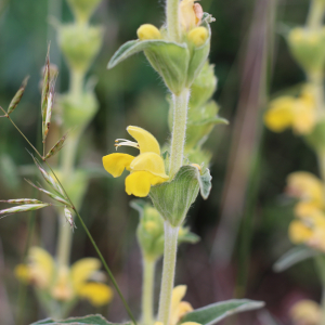 Photographie n°2485022 du taxon Phlomis lychnitis L.