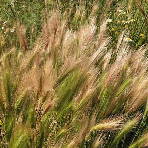 Photographie n°2485068 du taxon Hordeum murinum subsp. leporinum (Link) Arcang. [1882]