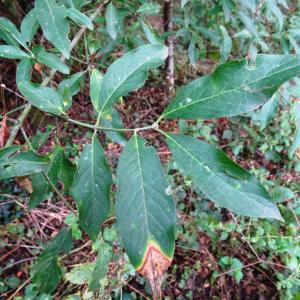 Photographie n°2485173 du taxon Euonymus europaeus L. [1753]