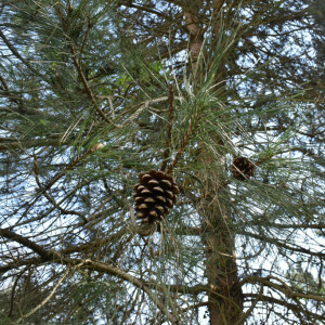 Photographie n°2485192 du taxon Pinus nigra J.F.Arnold [1785]