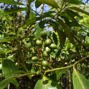 Photographie n°2485212 du taxon Prunus serotina Ehrh. [1784]