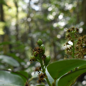 Photographie n°2485215 du taxon Prunus serotina Ehrh. [1784]