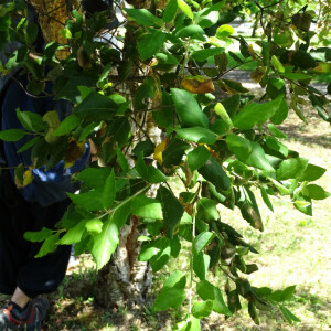 Photographie n°2485232 du taxon Quercus suber L. [1753]