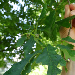 Photographie n°2485239 du taxon Quercus robur L. [1753]