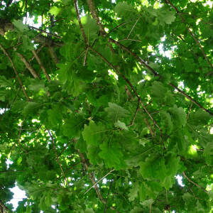Photographie n°2485241 du taxon Quercus robur L. [1753]