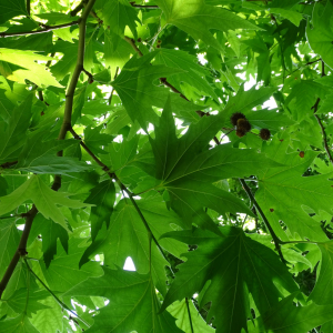 Photographie n°2485252 du taxon Platanus orientalis L. [1753]