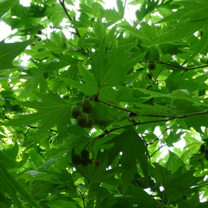 Photographie n°2485253 du taxon Platanus orientalis L. [1753]