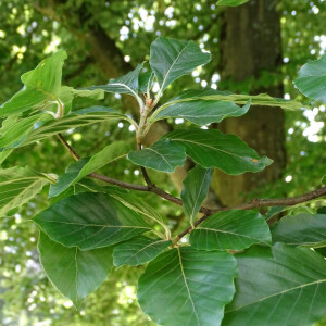 Photographie n°2485255 du taxon Fagus sylvatica L. [1753]