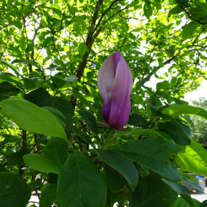  - Magnolia liliiflora Desr. [1792]