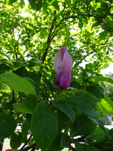 asso.CNEN, le  1 juin 2021 (Nantes)