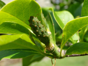 asso.CNEN, le  1 juin 2021 (Nantes)