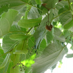 Photographie n°2485264 du taxon Tilia americana L. [1753]