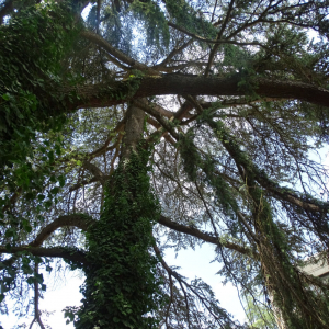 Photographie n°2485265 du taxon Cedrus atlantica (Manetti ex Endl.) Carrière [1855]