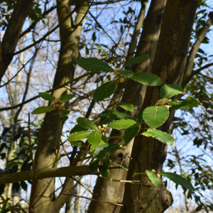 Photographie n°2485271 du taxon Laurus nobilis L. [1753]