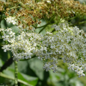 Photographie n°2485279 du taxon Sambucus nigra L. [1753]