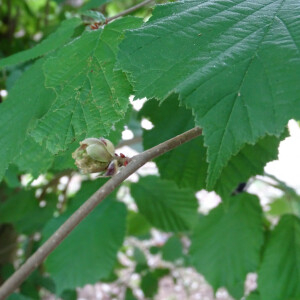 Photographie n°2485292 du taxon Corylus avellana L. [1753]