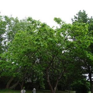 Photographie n°2485324 du taxon Catalpa bignonioides Walter [1788]