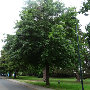 Photographie n°2485334 du taxon Quercus palustris Münchh. [1770]