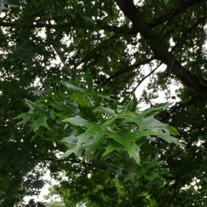 Photographie n°2485335 du taxon Quercus palustris Münchh. [1770]