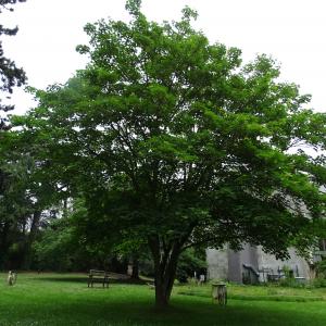 Photographie n°2485336 du taxon Acer pseudoplatanus L. [1753]