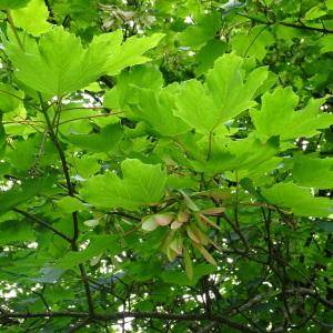 Photographie n°2485337 du taxon Acer pseudoplatanus L. [1753]