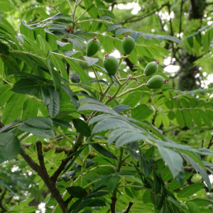 Photographie n°2485338 du taxon Sorbus domestica L. [1753]