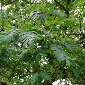 Photographie n°2485339 du taxon Sorbus domestica L. [1753]