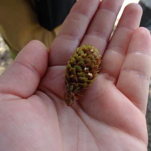 Photographie n°2485341 du taxon Abies alba Mill. [1768]