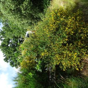 Photographie n°2485362 du taxon Cytisus scoparius (L.) Link [1822]