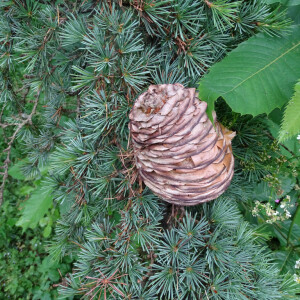 Photographie n°2485365 du taxon Cedrus atlantica (Manetti ex Endl.) Carrière [1855]