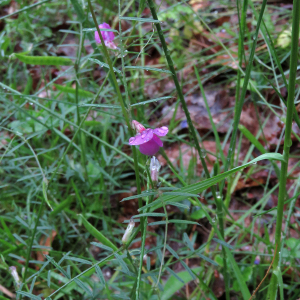 Photographie n°2485391 du taxon Vicia angustifolia L.