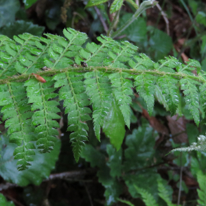 Photographie n°2485393 du taxon Polystichum Roth