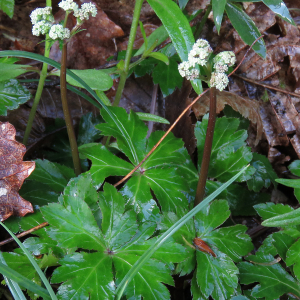 Photographie n°2485398 du taxon Sanicula europaea L.