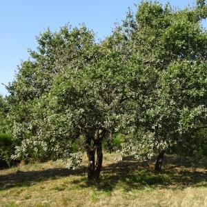 Photographie n°2485401 du taxon Quercus cerris L. [1753]