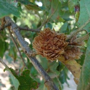 Photographie n°2485403 du taxon Quercus cerris L. [1753]