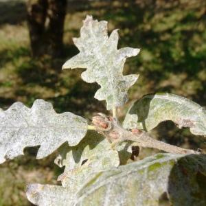 Photographie n°2485404 du taxon Quercus cerris L. [1753]