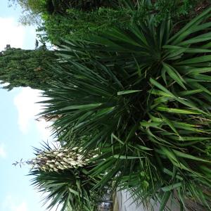 Photographie n°2485443 du taxon Yucca gloriosa L. [1753]