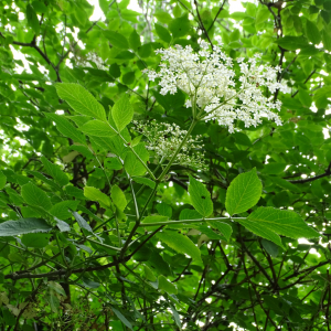 Photographie n°2485471 du taxon Sambucus nigra L. [1753]