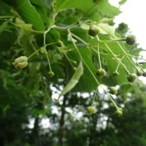 Photographie n°2485543 du taxon Tilia americana L. [1753]