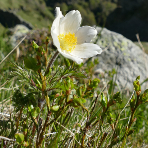  - Anemone scherfelii subsp. scherfelii