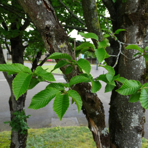 Photographie n°2485566 du taxon Carpinus betulus L. [1753]