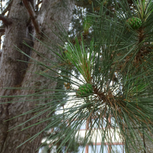 Photographie n°2485583 du taxon Pinus nigra J.F.Arnold [1785]